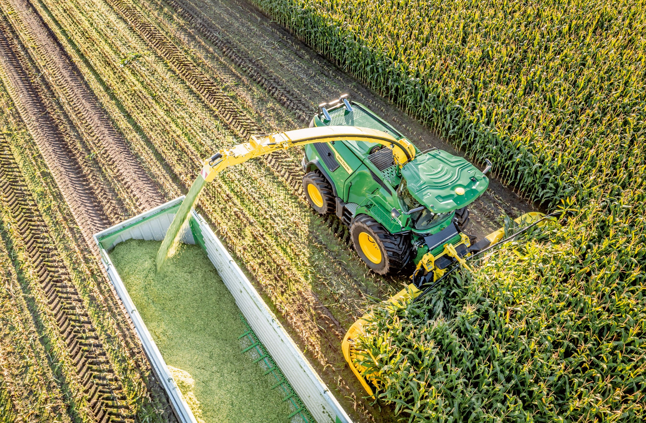 Skats no gaisa uz zaļu John Deere lopbarības kombainu, kas novāc kukurūzu un pārkrauj sasmalcinātu skābbarību piekabē lielā kukurūzas laukā.